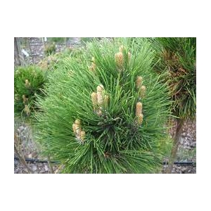 Pušis juodoji (Pinus nigra)  &#039;Cebenensis  Nana&#039;